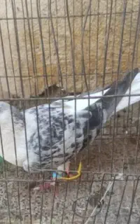 کبوتر بدرنگ شیرازی