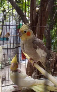 عروس هلندی