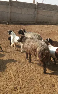 فروش چهار راس
