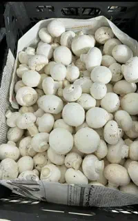 قارچ