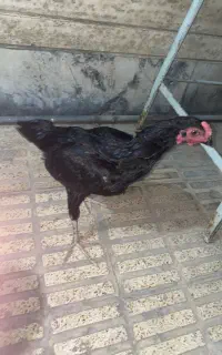 خروس کوشامو