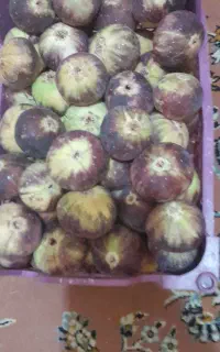 انجیر درجه یک