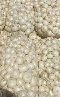 بذر پیاز سفید زرد و قرمز