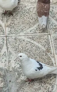 کبوتر