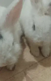 خرگوش
