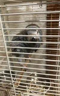 کاسکو
