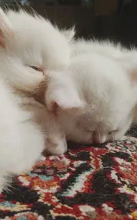 توله گربه سفید چشم ابی