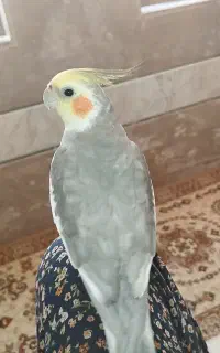عروس هلندی گمشده