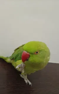 ملنگو سخنگو