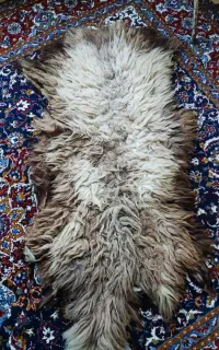 5عدد پوست گوسفندبزرگ تروتمیز