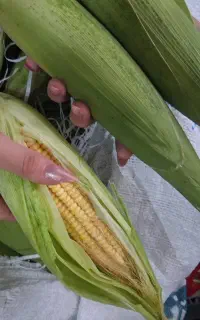 شیربلال