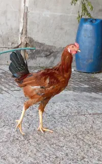 خروس