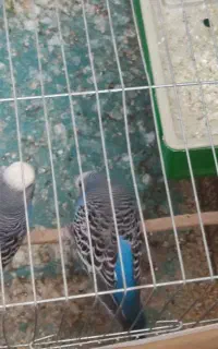 یک جفت مرغ عشق مولد و یک عدد فنچ نر