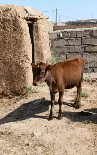 گاو