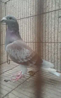 کبوتر دوبر