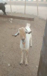 کهره نر