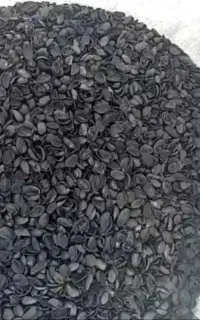 فروش کربن پوست پسته
