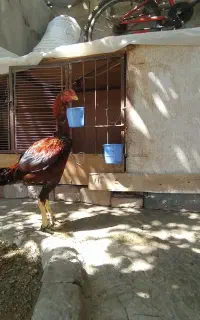 خروس‌لاری