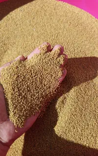 بذر سردسیری