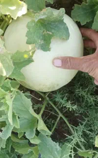 خربزه