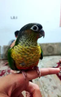 گمشده