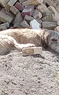سگ نگهبان