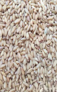 گندم جو مخلوط کفتری