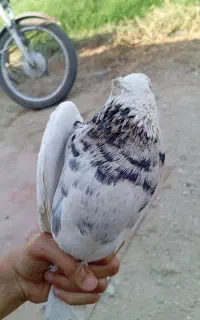 سلام یک عدد طوقی