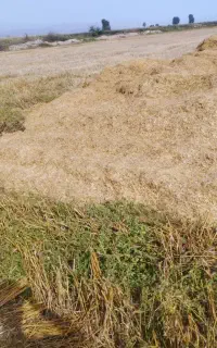 کاه گندم  آماد چاه اسماعیل