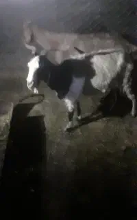 سلام دوعددبزهر کدم سه چهارتا زایده