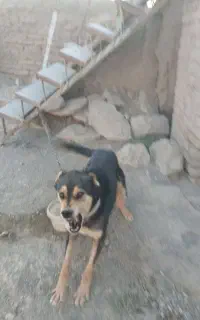 سگ نگهبان