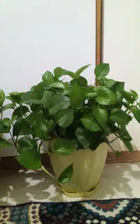 گل طبیعی