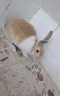 خرگوش
