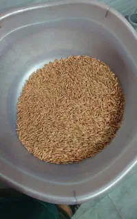 جو بذری یا دامی