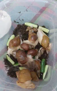 حلزون