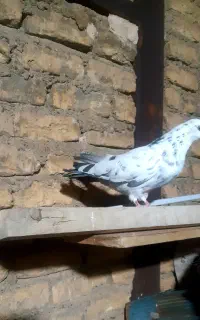 کبوتر‌