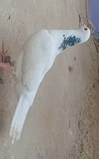 کفتر خال