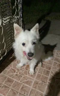 سگ نژاد دار فروش
