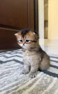 سه تا کوچولوی بریتیش دوست داشتنی