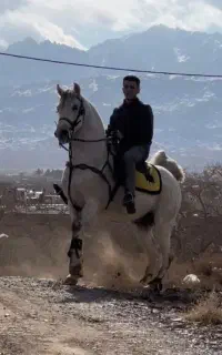 اسب اصیل کرد درجه1