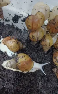 حراج حلزون ۴.۵ سانتی پیش مولد