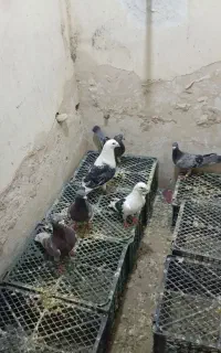 کبوتر