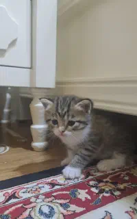 واگذاری گربه اسکاتیش