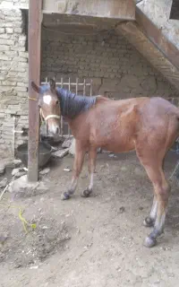 مادیان