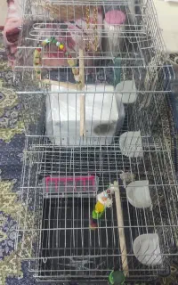 ۲تاقفس پرنده سالم