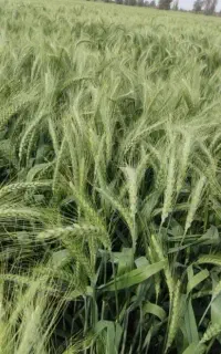 کود شیمیایی اوره