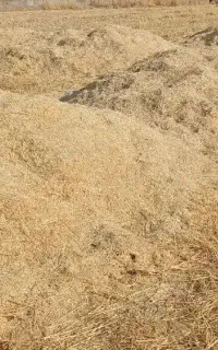 کاه گندم