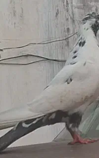 کبوتر