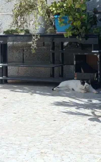 گربه پا کوتاه تیله