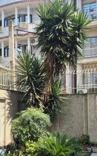 درخت یوکا مرتفع